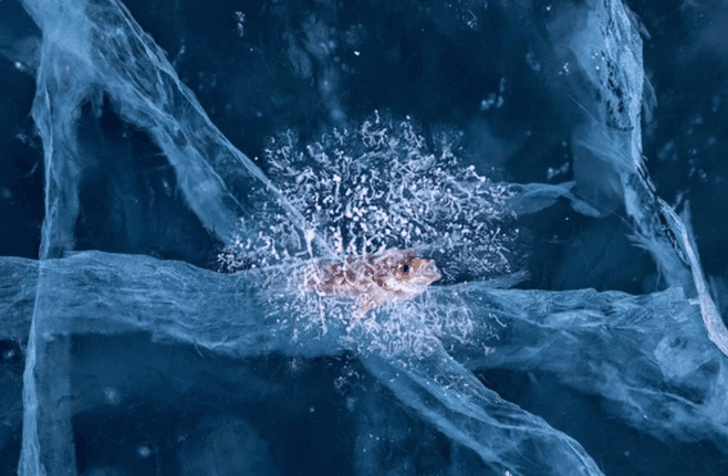 Avrupa'nın en iyi vahşi yaşam fotoğrafları seçildi - 16