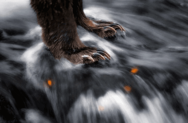 Avrupa'nın en iyi vahşi yaşam fotoğrafları seçildi - 18