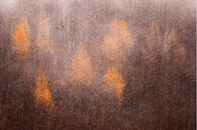 Avrupa'nın en iyi vahşi yaşam fotoğrafları seçildi - 19