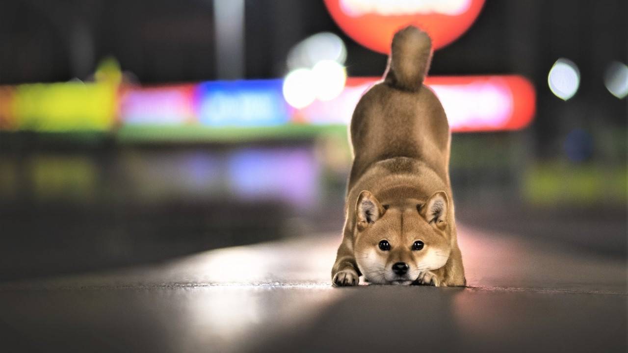 'Dahi' köpekler: 100 nesnenin adını öğrenebiliyorlar - 1
