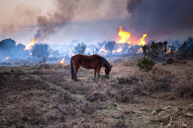 Elon Musk'tan felaket yorumu: Dünya, 6. kitlesel yok oluşun içinde - 11