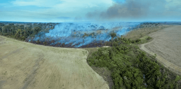 ‘Dünyanın Akciğerleri’ olarak bilinen Amazon ormanları kritik eşiğe yaklaşıyor - 3