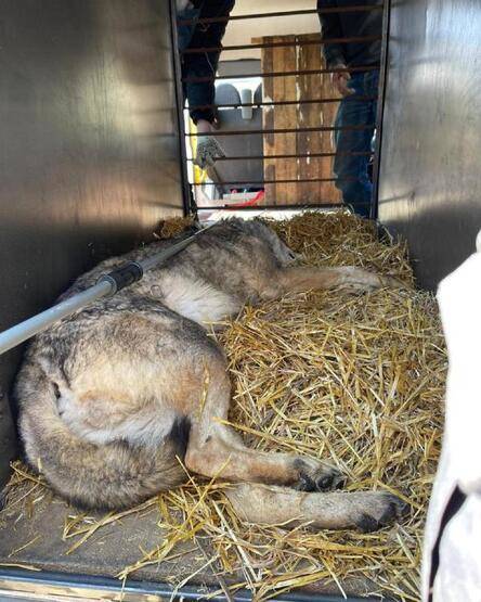 İngiliz asker Ukrayna’dan bir aslanı ve kurdu minibüsüyle çıkardı - 4