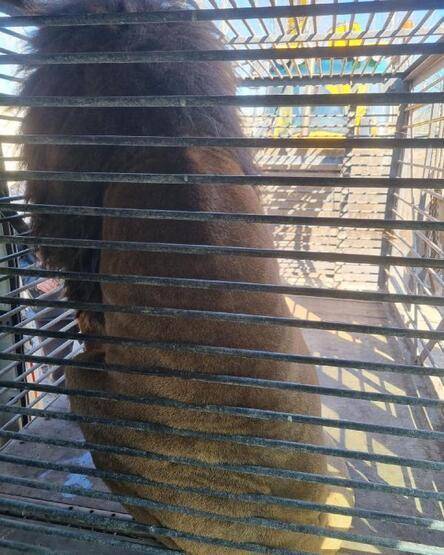 İngiliz asker Ukrayna’dan bir aslanı ve kurdu minibüsüyle çıkardı - 3