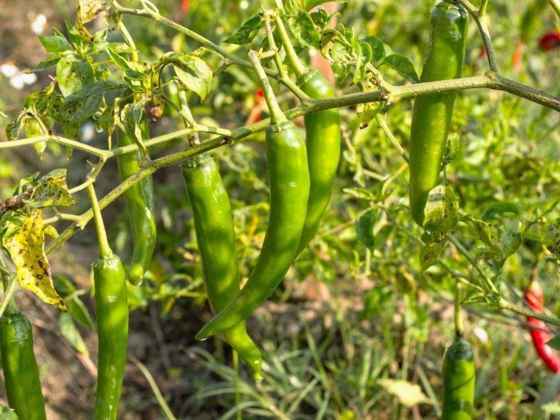 Oruçta susuzluğu önleyen besinler - 6