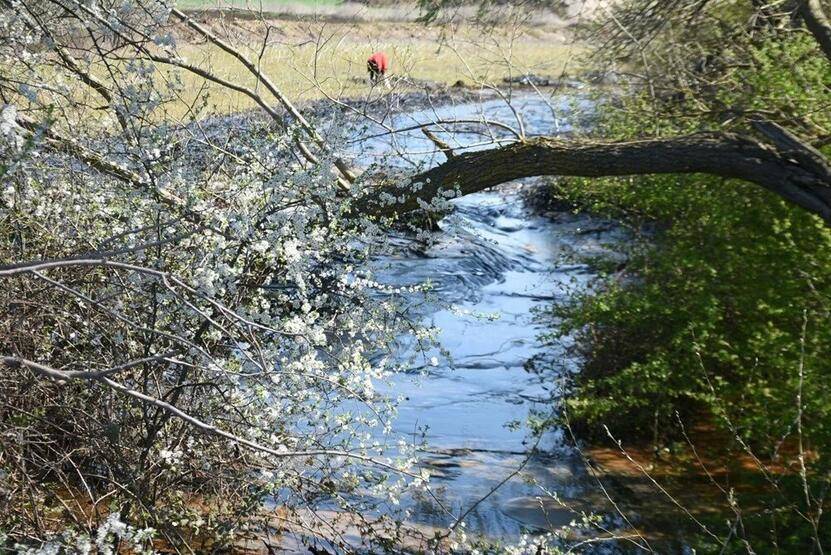 Edirne'de zift kaplı tarlalarda temizlik! Elleriyle topladılar - 8