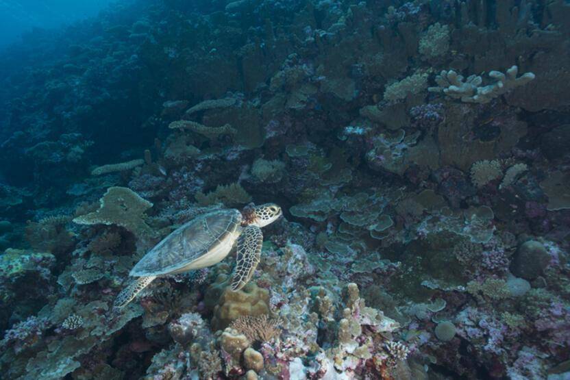 Okyanuslarda binlerce yeni virüs keşfedildi - 4