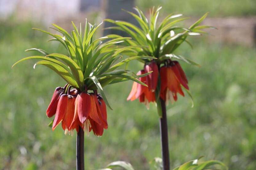 Bir aylık ömürleri olan ters laleler Yüksekova'da çiçek açtı - 6