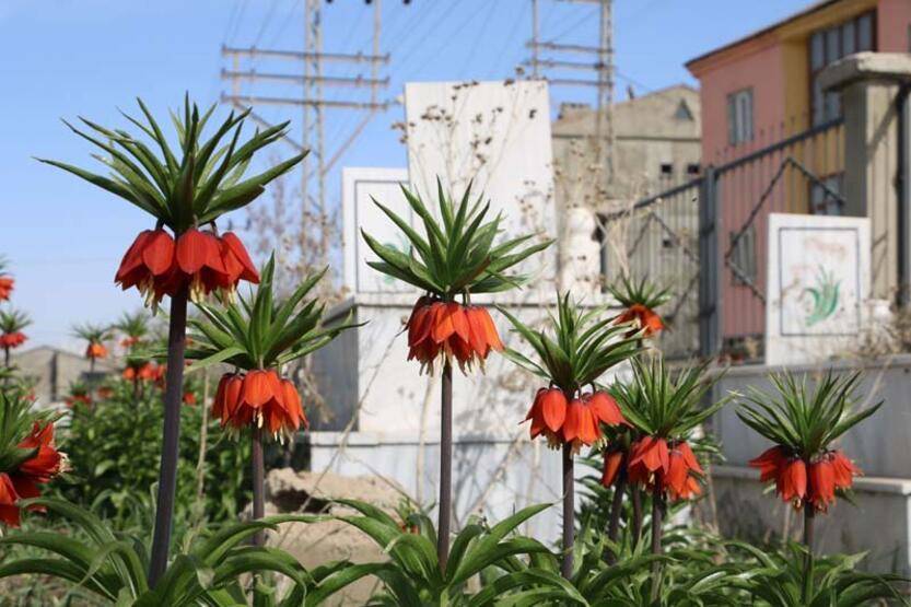 Bir aylık ömürleri olan ters laleler Yüksekova'da çiçek açtı - 7