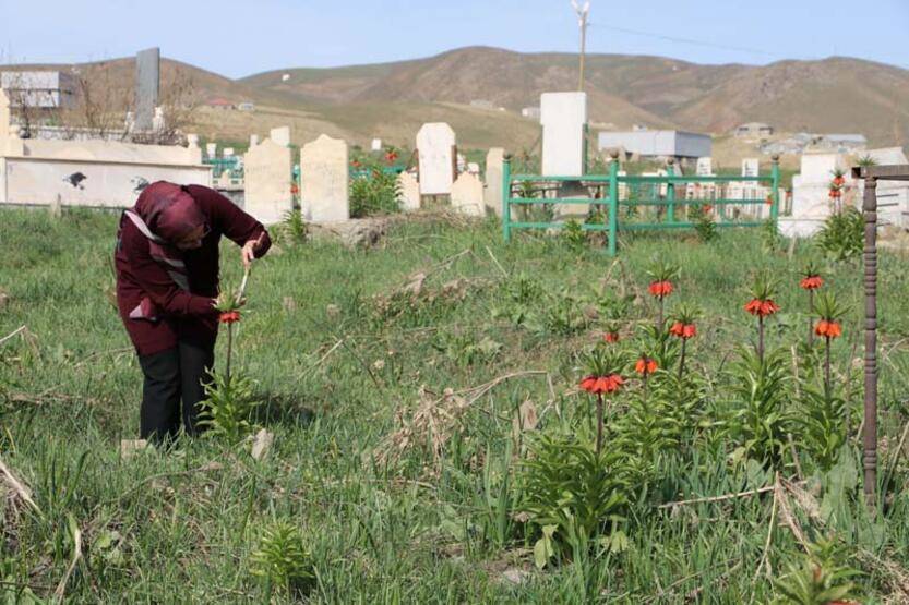 Bir aylık ömürleri olan ters laleler Yüksekova'da çiçek açtı - 3