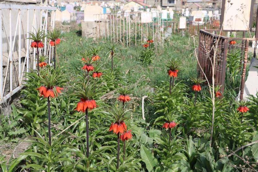 Bir aylık ömürleri olan ters laleler Yüksekova'da çiçek açtı - 5