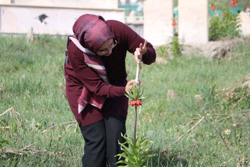Bir aylık ömürleri olan ters laleler Yüksekova'da çiçek açtı - 8
