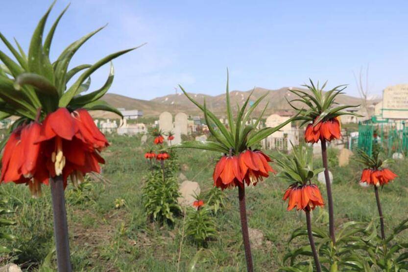 Bir aylık ömürleri olan ters laleler Yüksekova'da çiçek açtı - 4