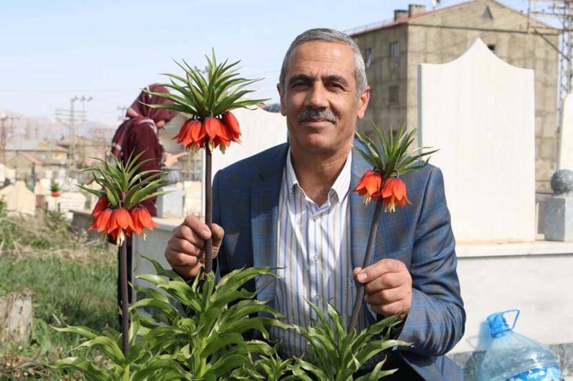 Bir aylık ömürleri olan ters laleler Yüksekova'da çiçek açtı - 2