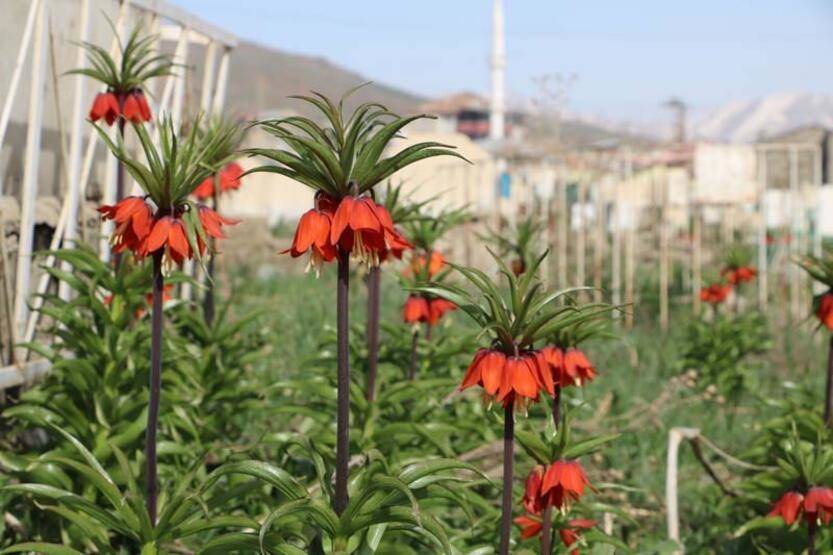 Bir aylık ömürleri olan ters laleler Yüksekova'da çiçek açtı - 1