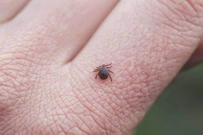 Kene en çok bu yolla yayılıyor - 3