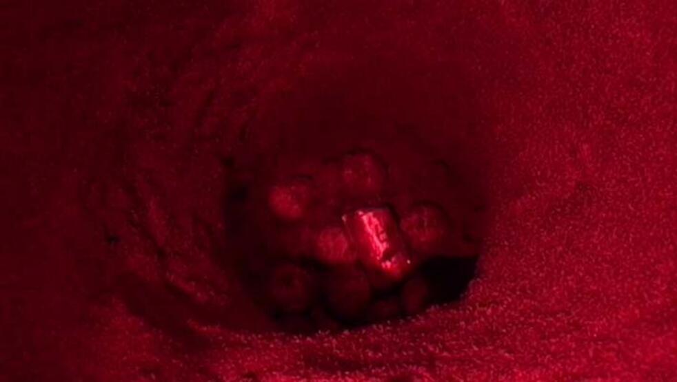 Küresel ısınma caretta carettaların erkek soyunu tehdit ediyor - 3