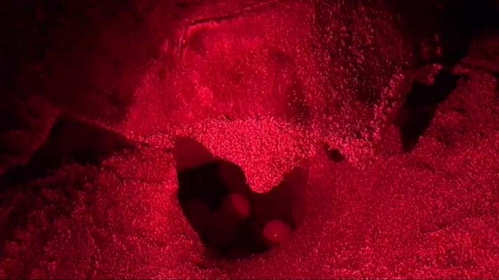 Küresel ısınma caretta carettaların erkek soyunu tehdit ediyor - 4