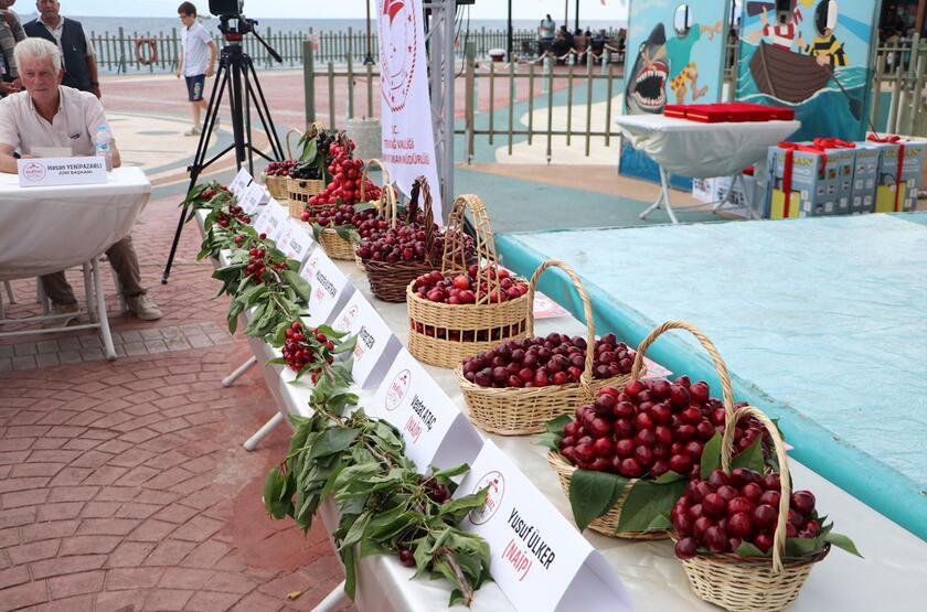 Tekirdağ'ın 'en güzel kirazı' seçildi - 4