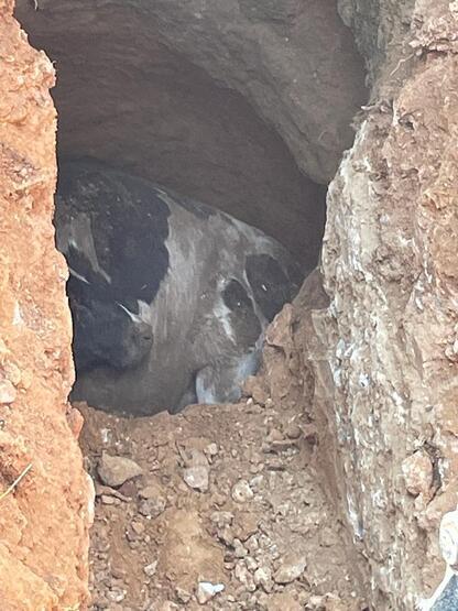 Datça'da içi boş su kuyuya düşen inek kurtarıldı - 4