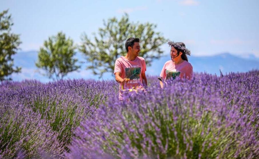 'Ota kim bakar' denilen mor bahçeler, 47 yıldır geçim kaynağı - 3