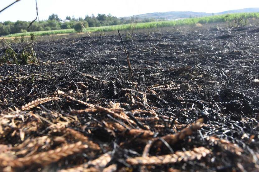 Yangın 30 dakika sürdü ama... 40 dönüm arpa kül oldu! - 8