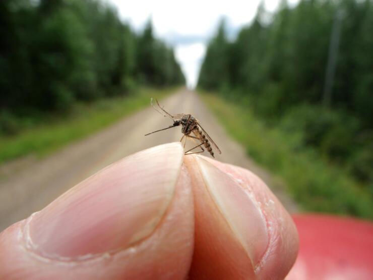 Sivrisinekler, hangi insanları daha çok ısırıyor? - 3