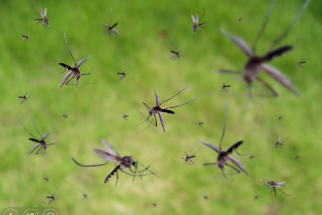Sivrisinekler, hangi insanları daha çok ısırıyor? - 7