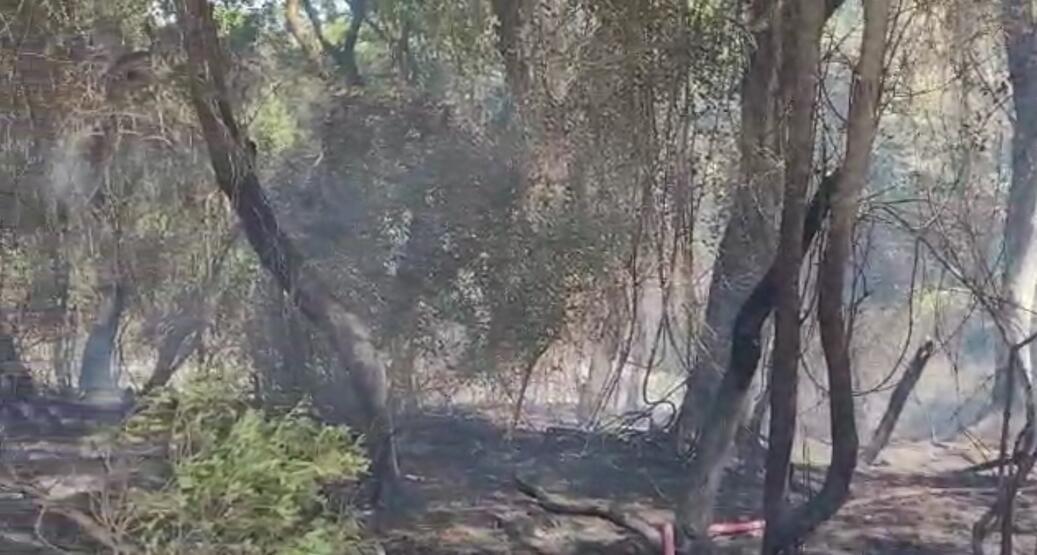 Tekirdağ'da anız yangını ormana sıçradı - 2