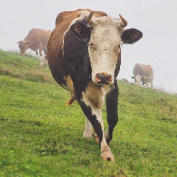 12 yaşındaki çocuğu öldüren inek tutuklandı - 2
