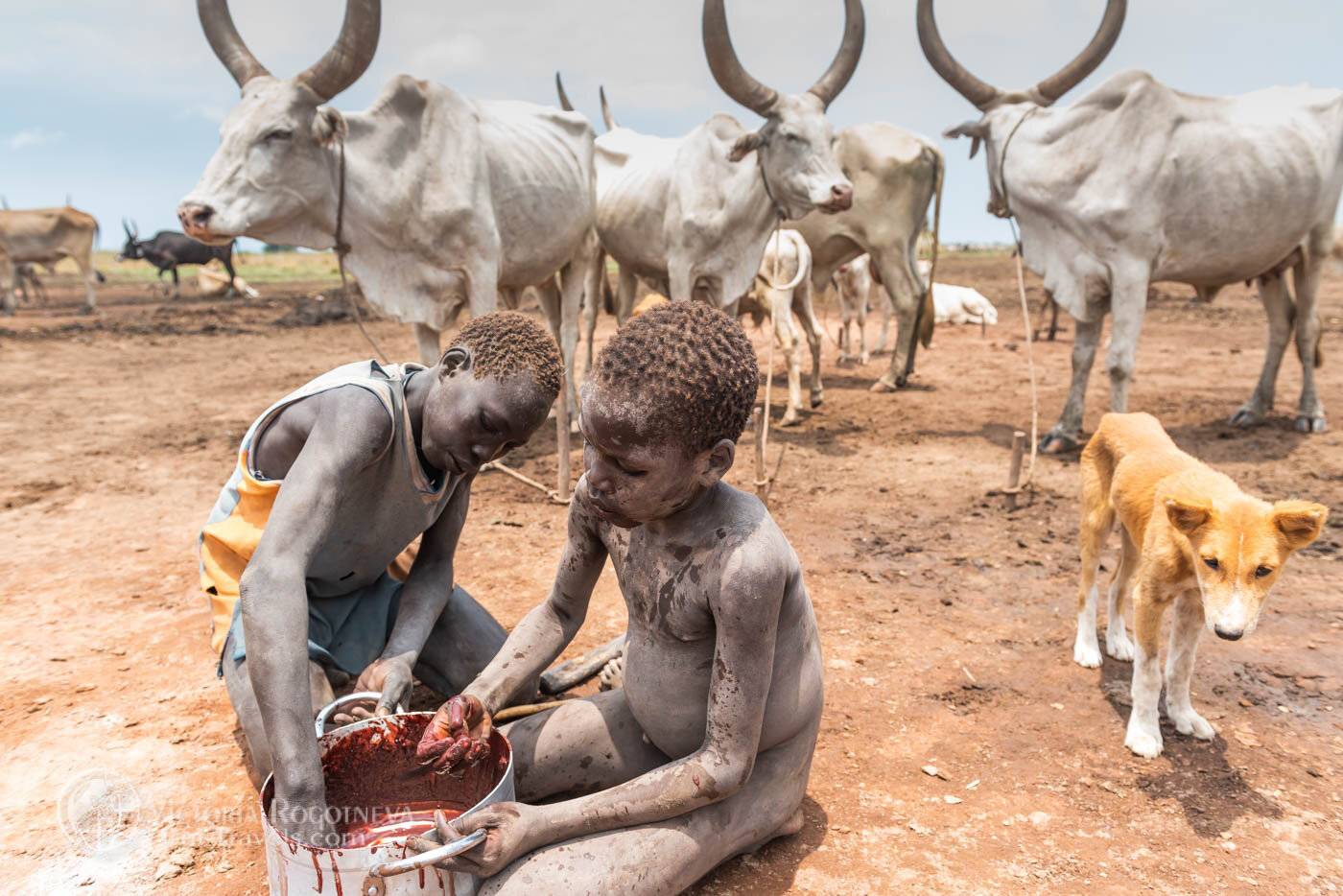 12 yaşındaki çocuğu öldüren inek tutuklandı - 1