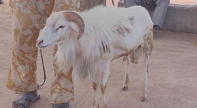 12 yaşındaki çocuğu öldüren inek tutuklandı - 5