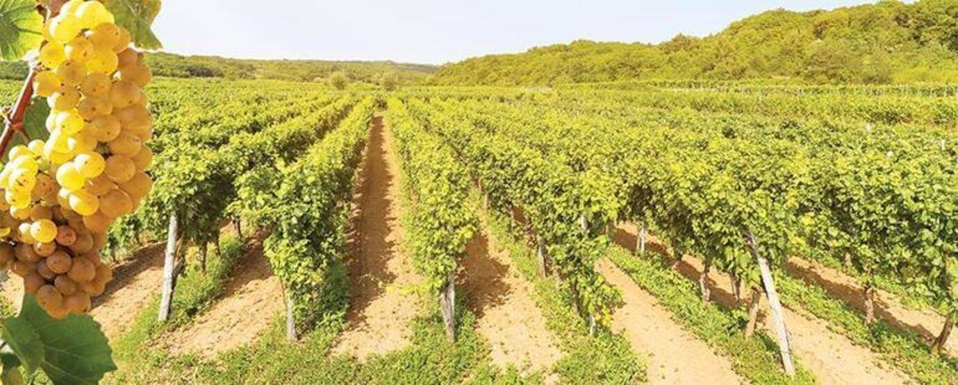 Sadece deniz-kum-güneş değil! Bodrum'un yeni rotaları! Banu Şen yazdı... - 6