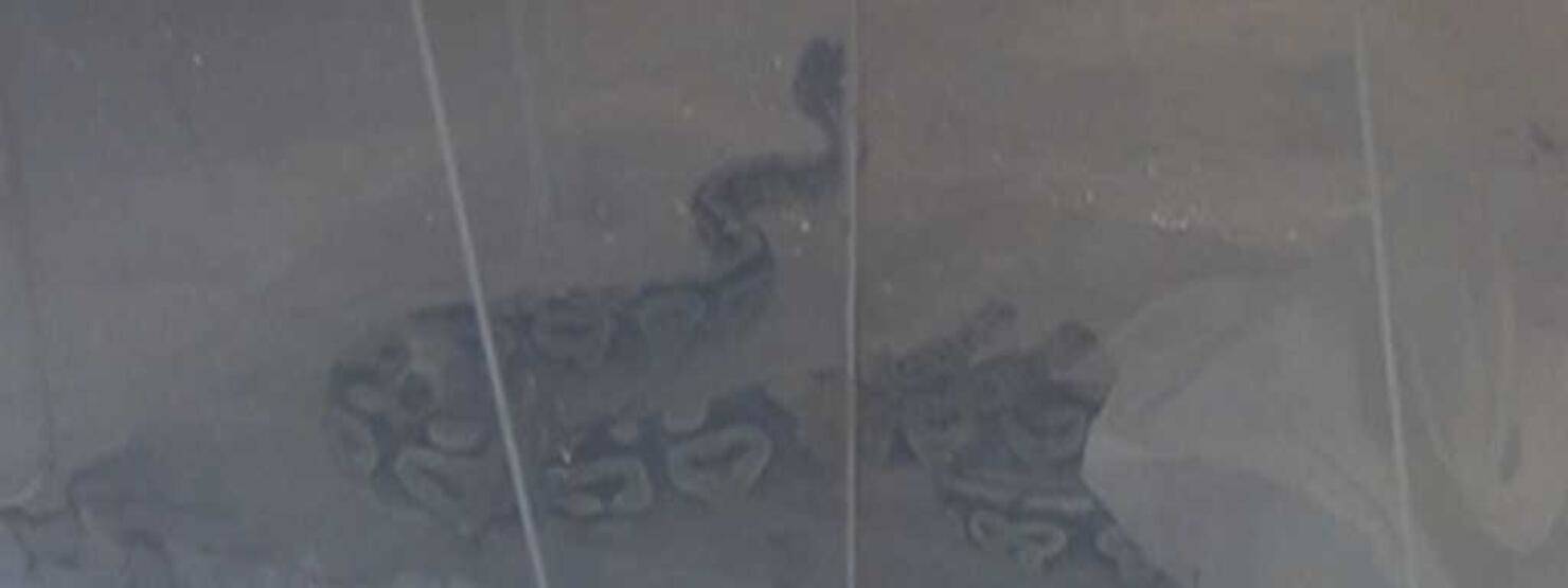 Aksaray'da 1 kraliyet pitonu ile 10 sakallı ejder ele geçirildi - 4