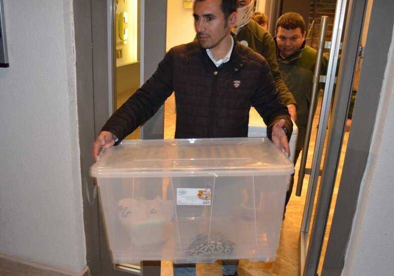 Aksaray'da 1 kraliyet pitonu ile 10 sakallı ejder ele geçirildi - 8