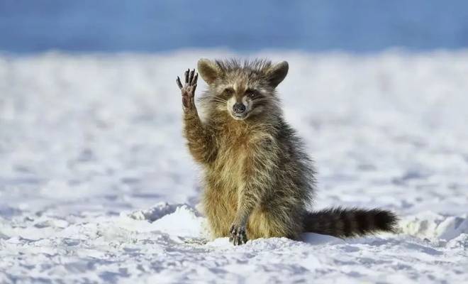 2022 yılının en komik hayvan fotoğrafları! - 2