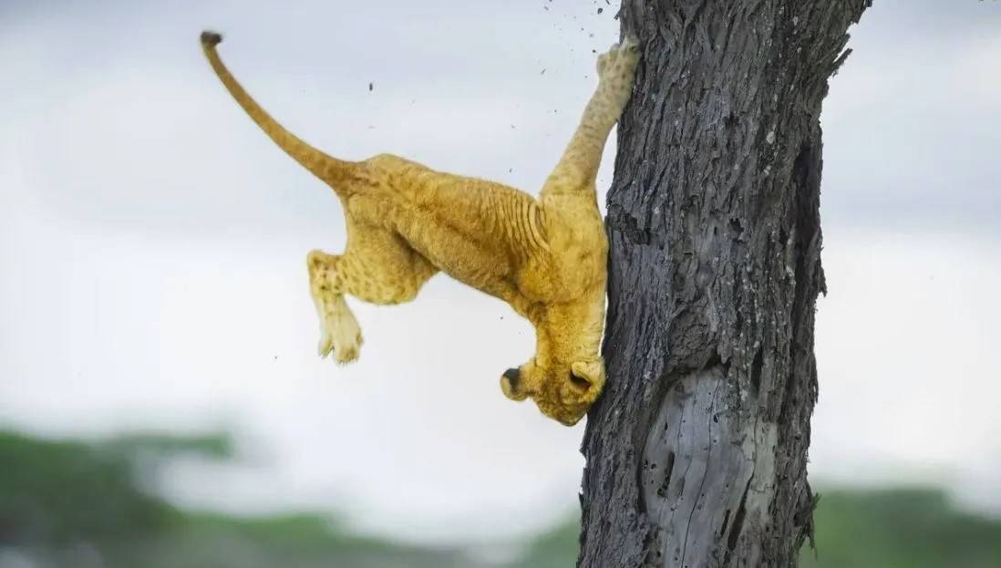 2022 yılının en komik hayvan fotoğrafları! - 8