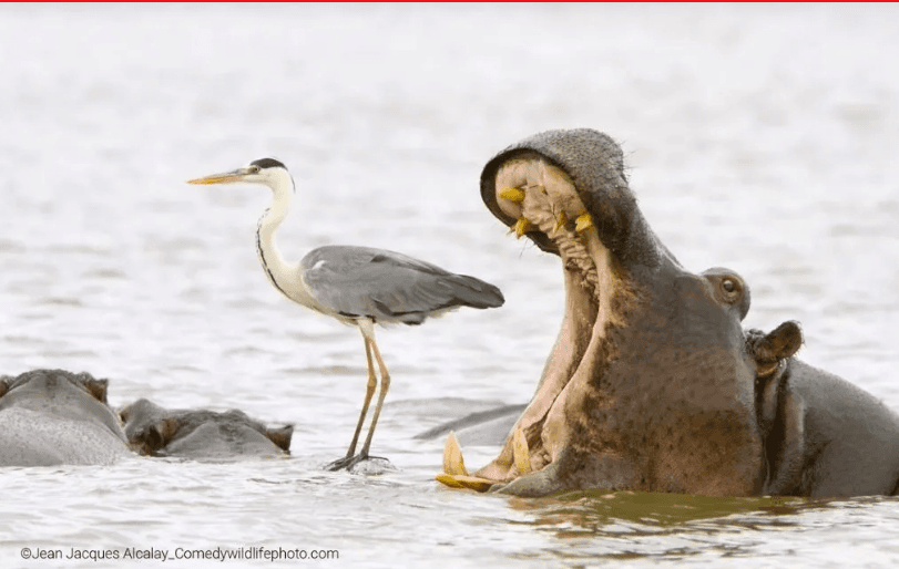 2022 yılının en komik hayvan fotoğrafları! - 9