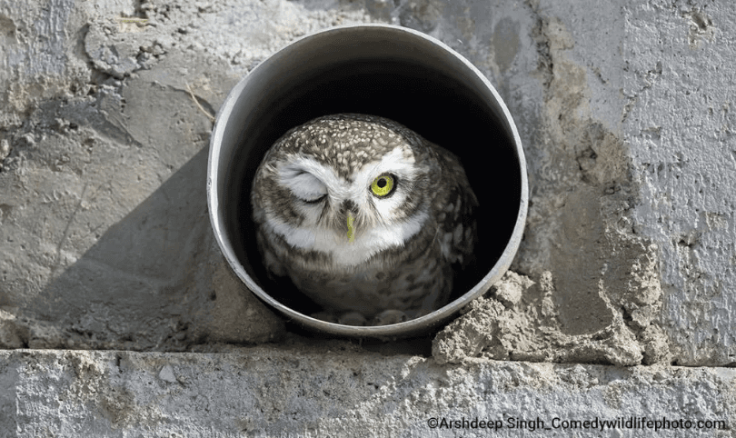 2022 yılının en komik hayvan fotoğrafları! - 7