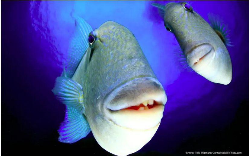 2022 yılının en komik hayvan fotoğrafları! - 6