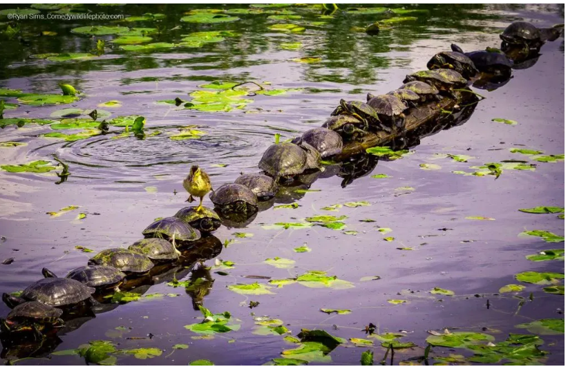 2022 yılının en komik hayvan fotoğrafları! - 5