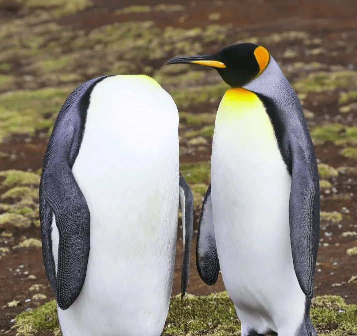 2022 yılının en komik hayvan fotoğrafları! - 4