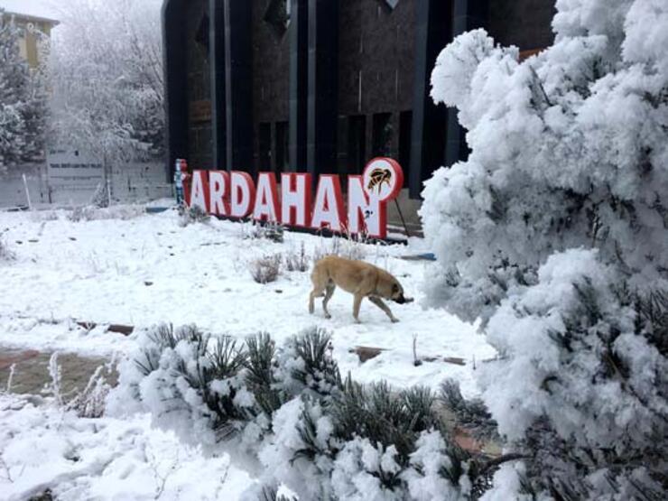 Ardahan eksi 14,8 ile dondu - 2