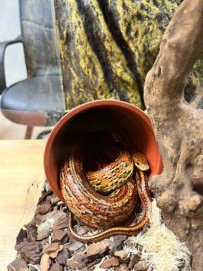 Hayvanat bahçesinin yedieminli yılanı - 4
