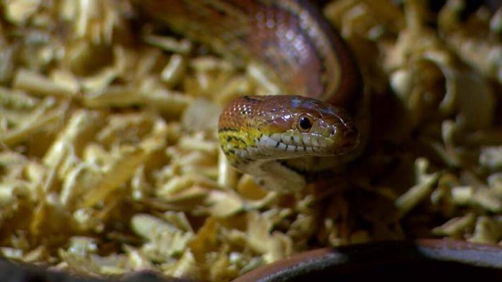 Hayvanat bahçesinin yedieminli yılanı - 3