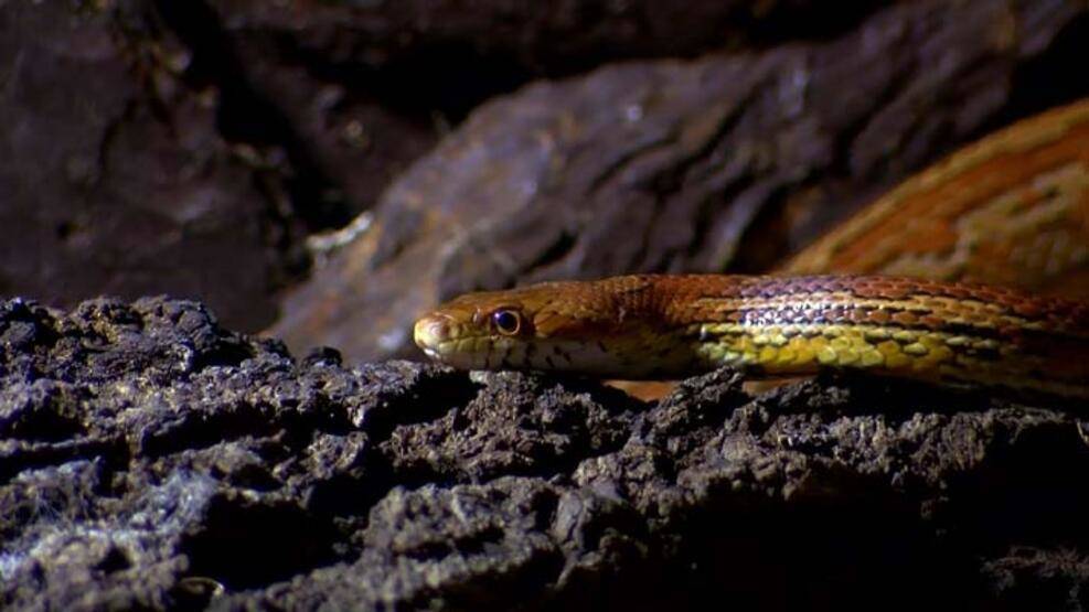 Hayvanat bahçesinin yedieminli yılanı - 5