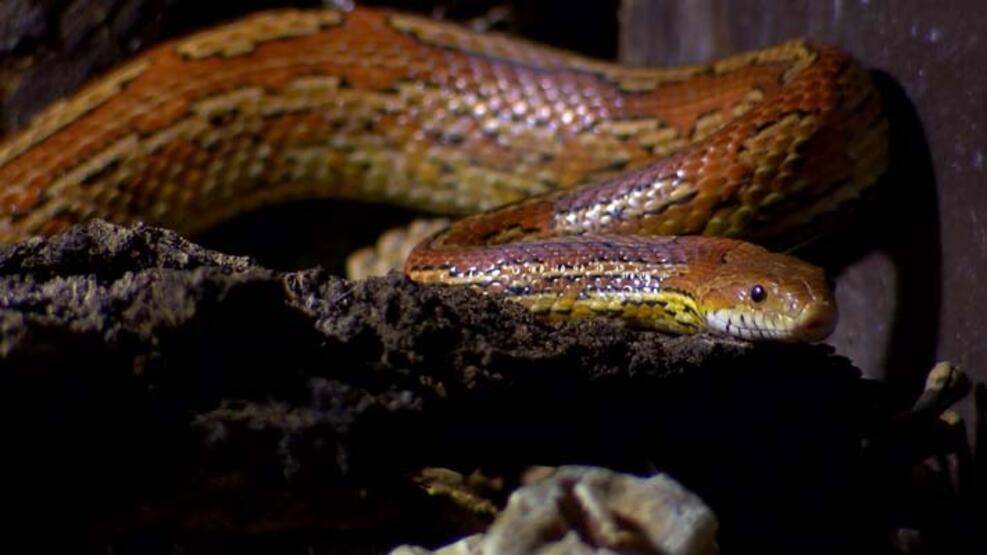 Hayvanat bahçesinin yedieminli yılanı - 1