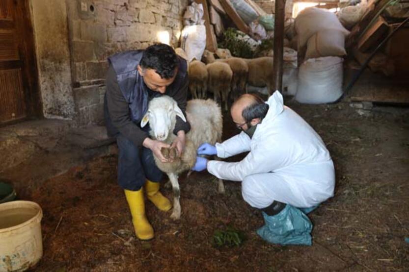 Hayvanlarda çiçek hastalığı görüldü, 50 köy karantinaya alındı - 82