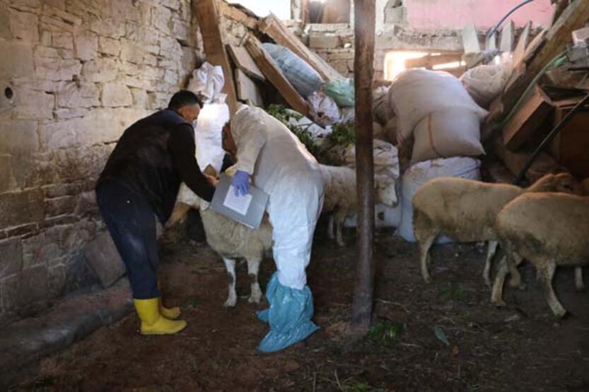Hayvanlarda çiçek hastalığı görüldü, 50 köy karantinaya alındı - 80