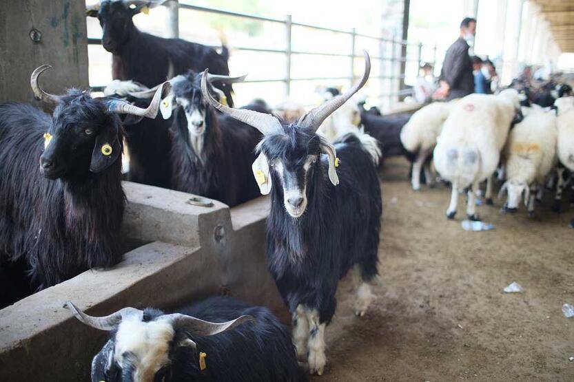 'Şap' krizinde son durum: Pazarlar kapatıldı! - 5